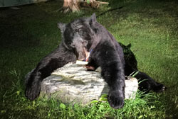 Canada Black bear hunting, Canada black bear hunt, OSullivan Lake Outfitters