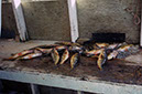 fish91